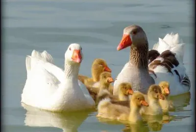 Famí­lia de Gansos