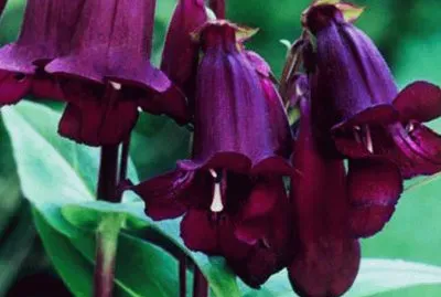 penstemon jigsaw puzzle