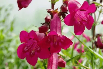 penstemon jigsaw puzzle