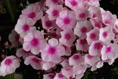phlox