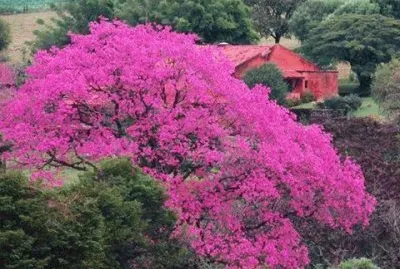 - belo,(oor) jigsaw puzzle