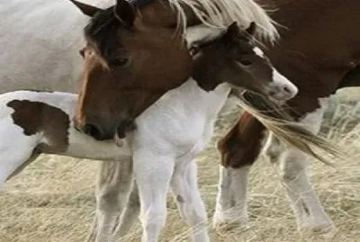 פאזל של - cavalo!!!