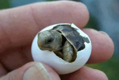 DÃ  "HOLA " AL MUNDO.