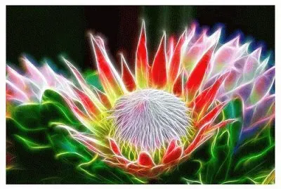 Protea