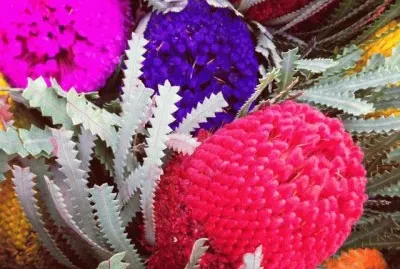 Colorful Flowers