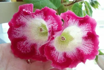 gloxinia