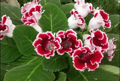 gloxinia