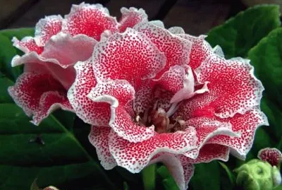 gloxinia