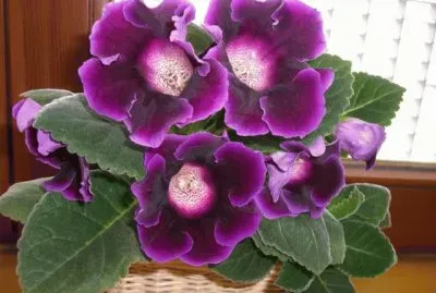 gloxinia