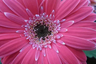 Gerbera Daisy