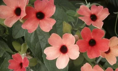 thunbergia jigsaw puzzle