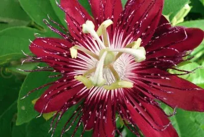 passiflora jigsaw puzzle