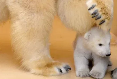 פאזל של Ursinho