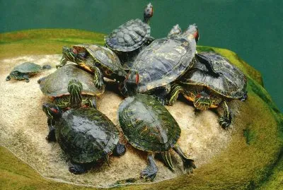 Tortugues