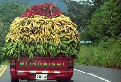 Fruit transportation Panama