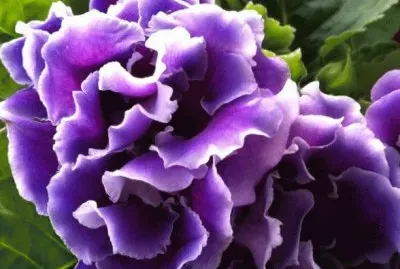 Gloxinia