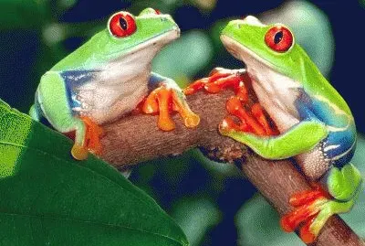 Red Eye Tree Frog  Central America