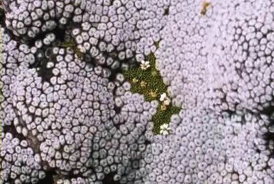 פאזל של spring 49