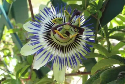 passiflore jigsaw puzzle