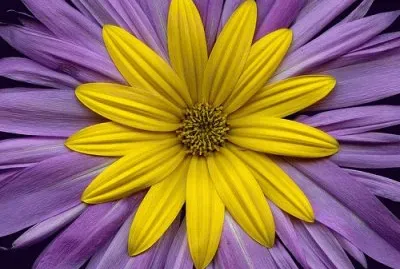 Helianthus Tuberosus