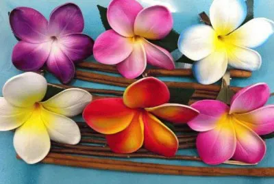 Plumeria Flower