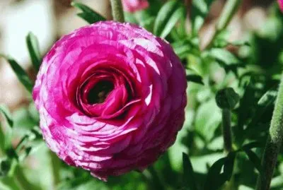 renoncule jigsaw puzzle