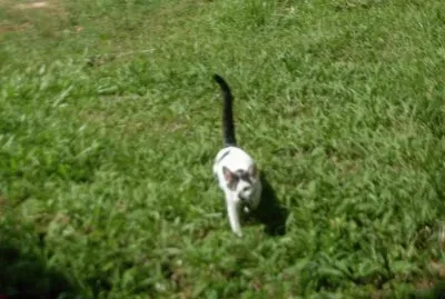 פאזל של FelÃ­cia