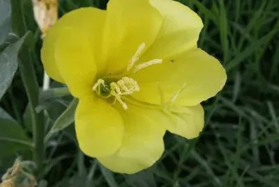 onagre jigsaw puzzle