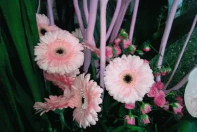 Flors