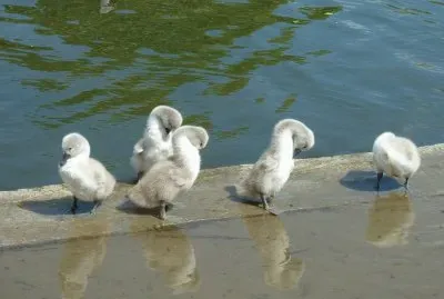 Swan and cygnets