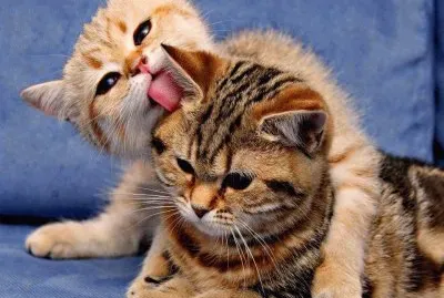 animaux: chatons