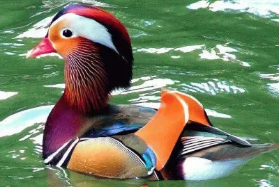 animaux: canard