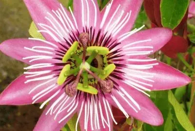 passiflore victoria jigsaw puzzle