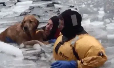 CROSBBY FUE RESCATADO EN BOSTON.