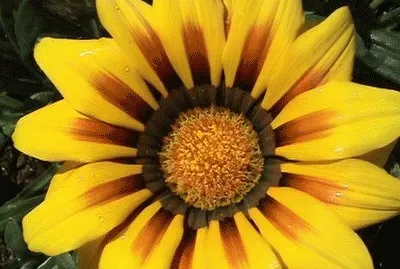 Flor amarela jigsaw puzzle