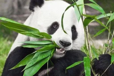 panda