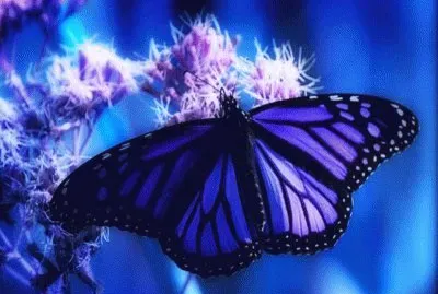 papillon