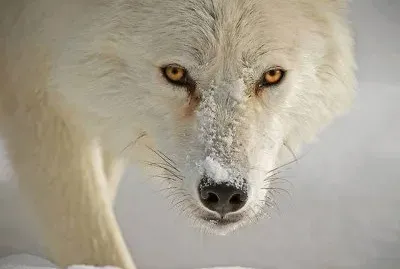 loup