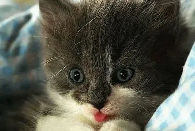 chaton