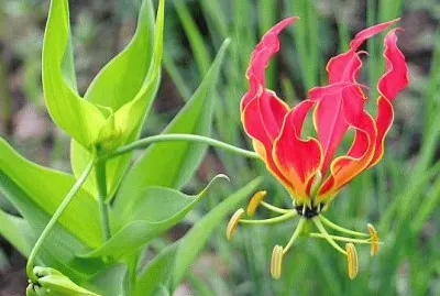 Flame Lily  National Flower of Zimbabwe