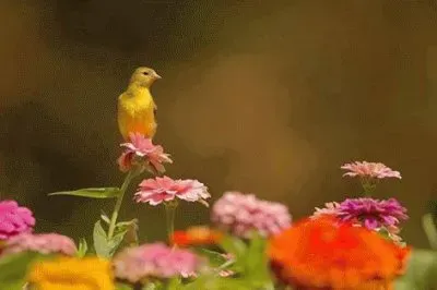 - beleza jigsaw puzzle