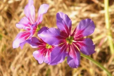 - flor do deserto do atacama