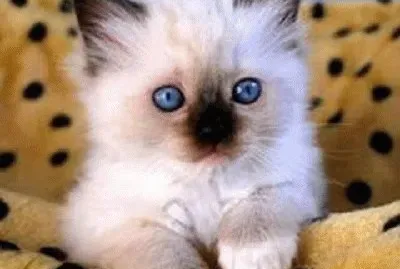 - gatos....