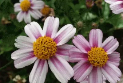 bidens jigsaw puzzle