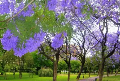 parque de los prÃ­ncipe,sevilla jigsaw puzzle