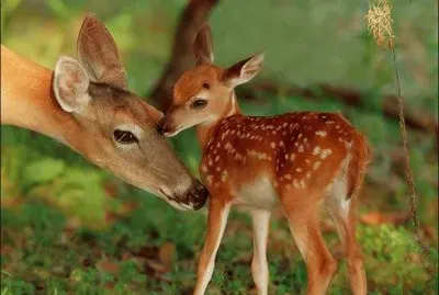 animaux: biche et son faon