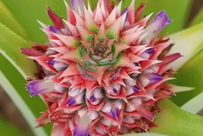 fleurs: