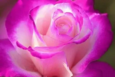 fleurs: rose jigsaw puzzle