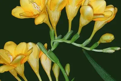 fleurs: freesias jigsaw puzzle