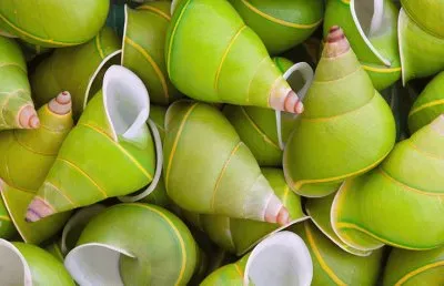 Tree snails from Manus Island  Cuba jigsaw puzzle